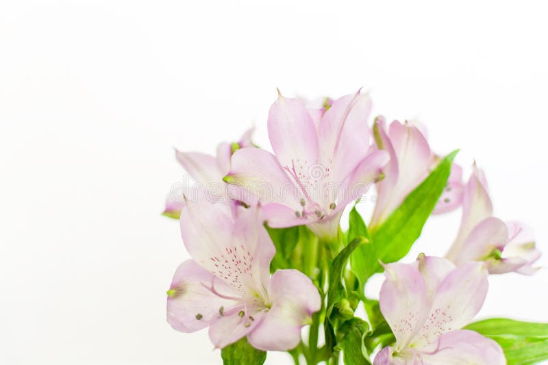 Fresh purple Peruvian lily &x28;Alstroemeria&x29; flowers isolated on white background