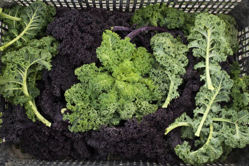 Fresh Purple and Green Kale Leaves in Crate for Backgrounds Stock Image