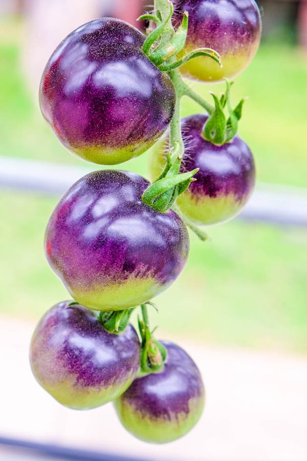 Purple Heirloom Tomatoes on the Vine in a Garden Stock Photo Image of
