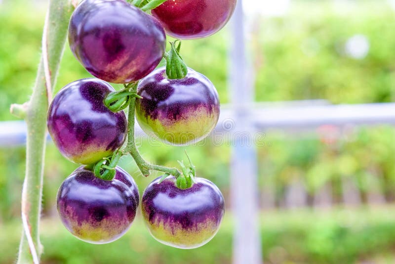 Purple Heirloom Tomatoes on the Vine in a Garden Stock Photo Image of
