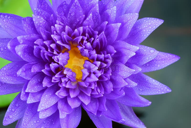 Fresh purple lotus