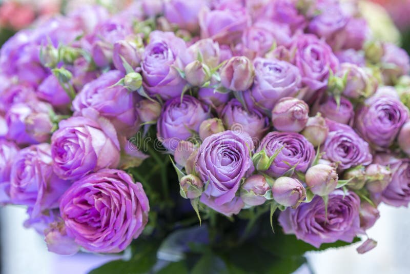 Fresh Purple Roses. Large, Beautiful Bouquet of Purple Roses Stock