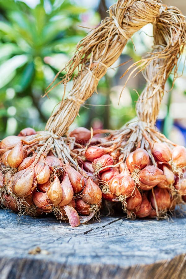 are shallots purple onions are shallots purple onions