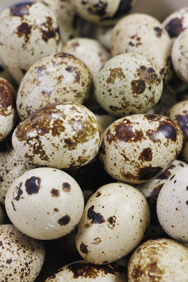 Fresh Quail Eggs Isolated on White Background in a Basket Stock Image