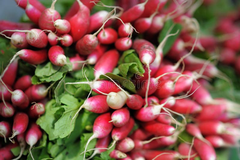 Fresh radish at farmers market