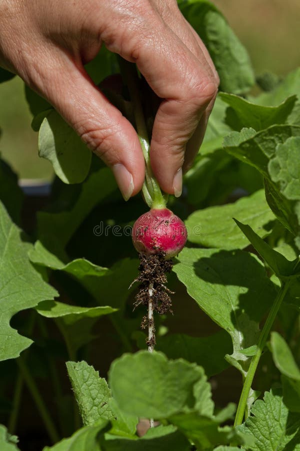 Fresh radish