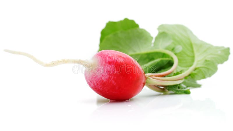 Fresh radish with green leaf