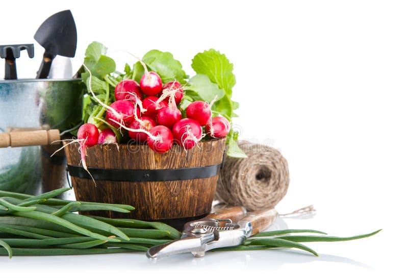 Fresh radish and green onion with garden tools. on white background