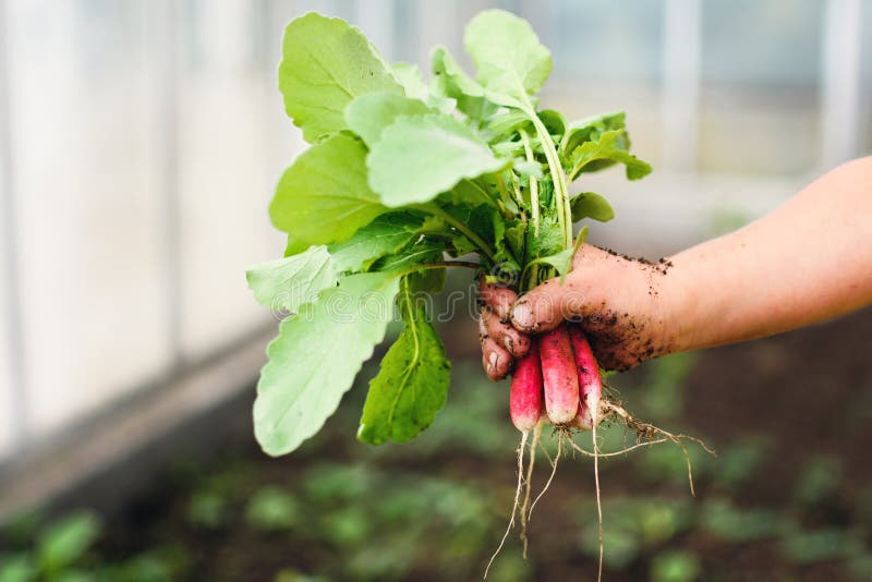 fresh radish with leaves in kids hand, radish in dirty hands, radish direct from greenhouse