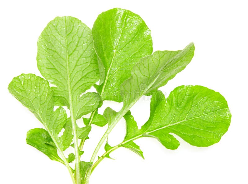 Fresh Radish Leaves on a White Background Stock Photo Image of