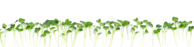 Fresh radish microgreens, isolated on white background. Healthy lifestyle concept.