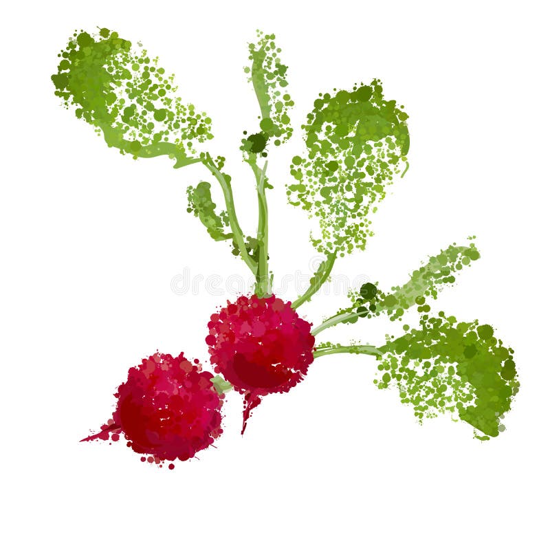 Fresh Radishes Illustration of Blots Stock Vector Illustration of