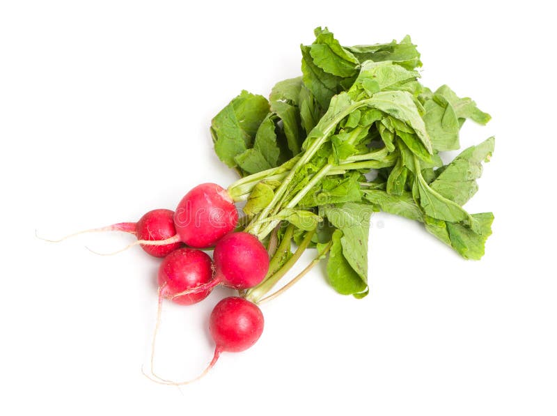 Fresh radishes stock image. Image of delicious, large 63098631