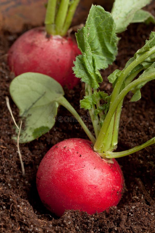 Fresh radishes in soil