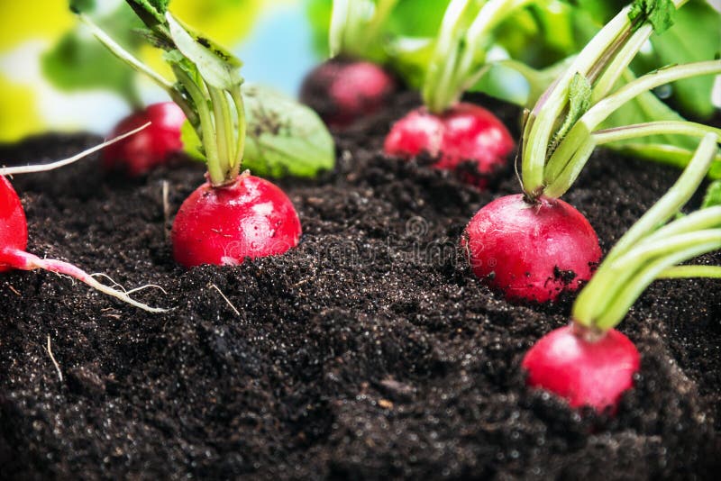 Fresh radishes in vegetable garden or a field