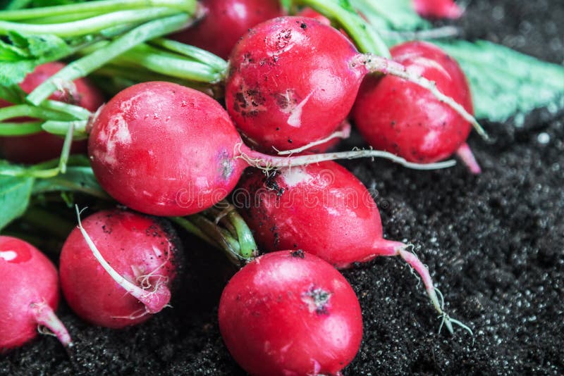 Fresh radishes in vegetable on the ground