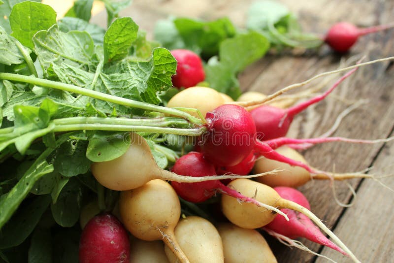 Fresh radishes