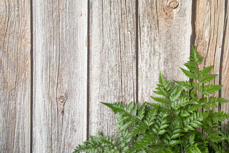 Fresh rainforest ferns. On brown wood background. Mock up template design. Copy space, green, tree, plant, nature, natural, sprigs, leaves, leafs, wooden, blank, empty, message, document, object, isolated, garden, exterior, top, view, pattern, minimal, foliage, flora, botany, frond, ornamental, young, texture, organic, tropical, stem, beautiful, color, summer, style, spring, decorative