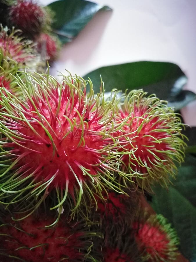 Nice rambutan stock image. Image of fruit, name, southeast - 134262909