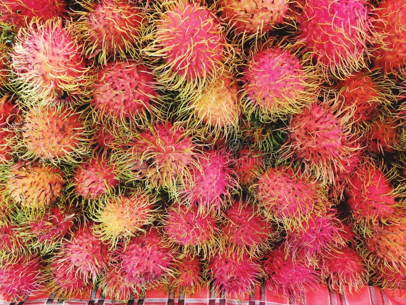 The fresh rambutan from the market stock image The fresh rambutan from the market stock image