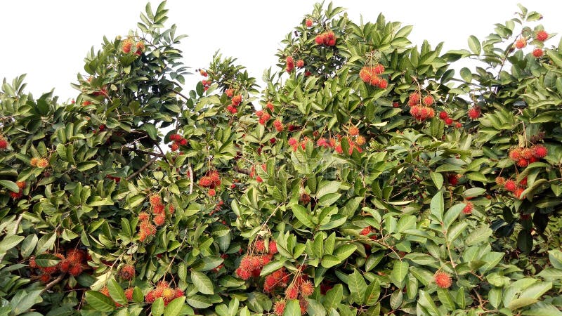 ماوي الفاكهة الحمراء شجرة مع المسامير