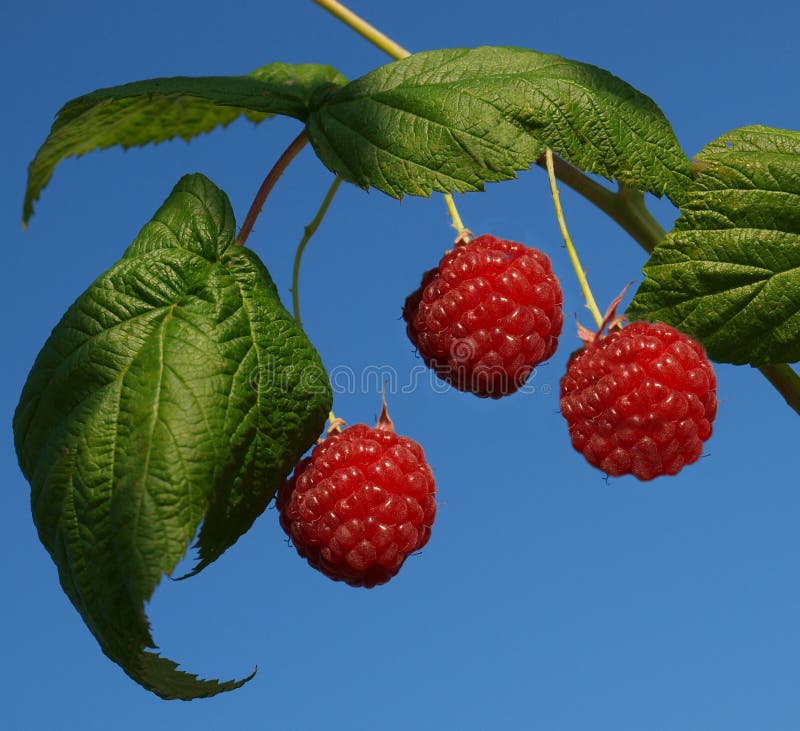Fresh raspberries stock image. Image of ripe, fresh, organic 11384165