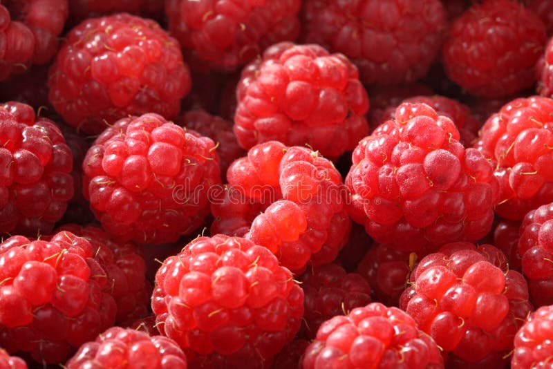 Fresh raspberry background