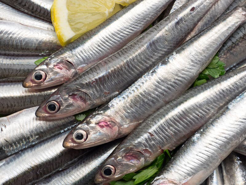Fresh and raw anchovies stock image. Image of white, pizza 56412829