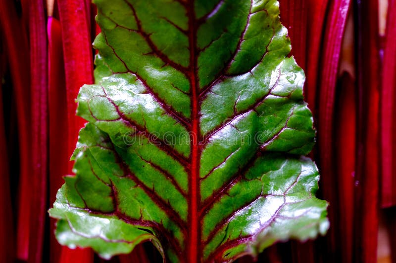Fresh Raw Beet Greens Ready for Cooking. Healthy Eating Stock Image