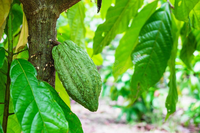 Fresh Raw Cocoa Fruit From Cacao Tree Stock Image Image of harvesting, green 158162981
