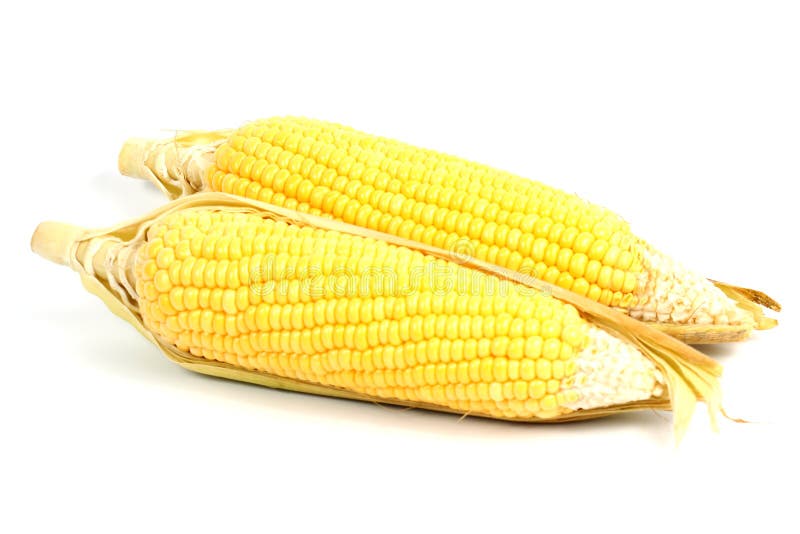 Fresh raw corn stock photo. Image of sweetcorn, kernels 40342048