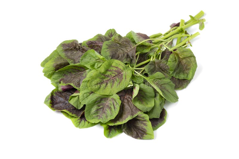 Edible Amaranth, Southern Red, Stock Image Image of ground, amaranth