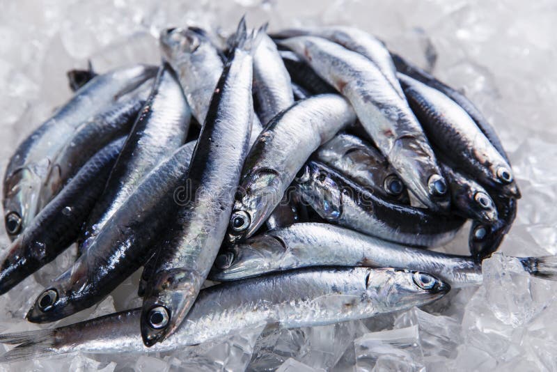 Fresh Raw Fish Anchovy on Ice Seafood Stock Photo Image of healthy