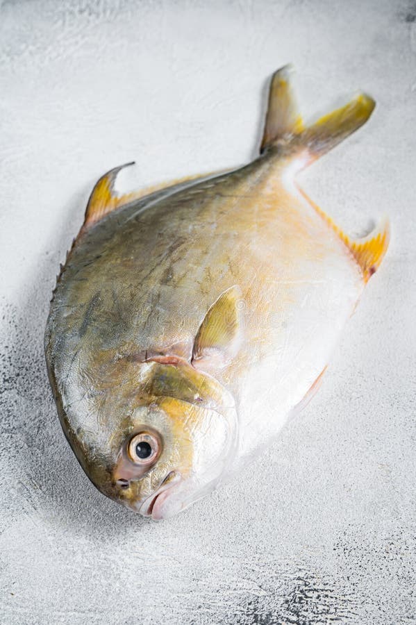 103 Golden Pompano Fish Photos Free Royalty Free Stock Photos From Dreamstime
