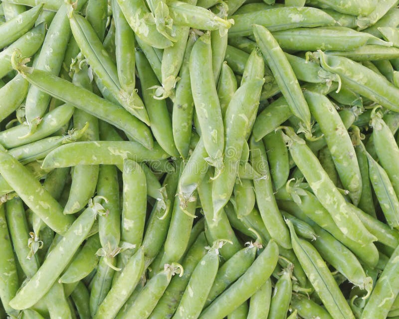 Fresh Raw Green Beans Closeup Stock Photo Image of cooking, nutrition