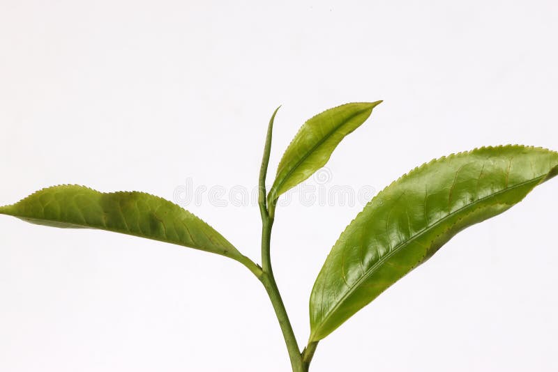 Fresh Raw Green Tea Leaf Bud Stock Photo Image of organic, morning 198130312