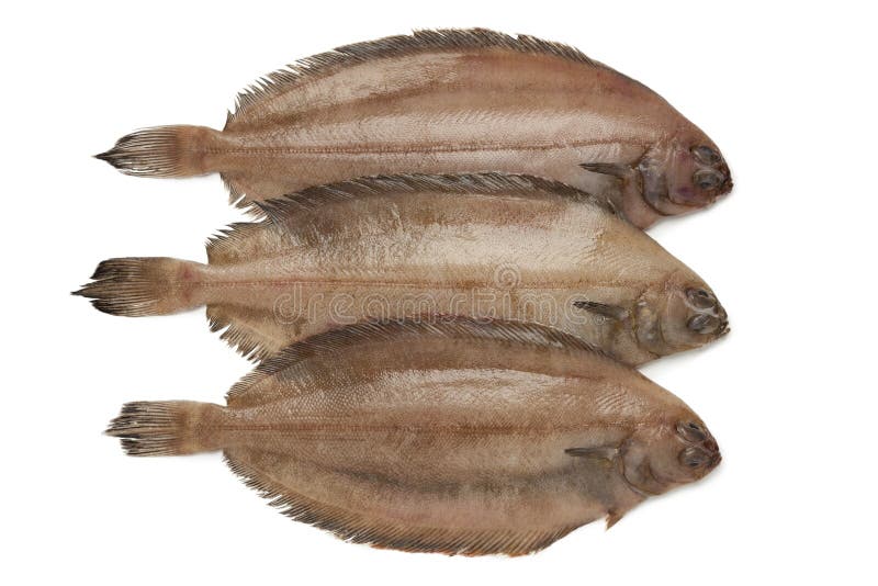 Fresh raw megrim fish royalty free stock photo
