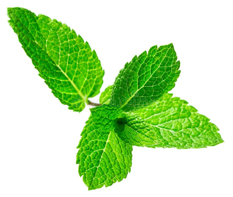 Fresh raw mint leaves stock photo. Image of macro, isolated 101551238