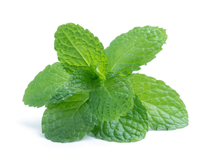 Fresh Raw Mint Leaves Isolated on White Stock Photo Image of
