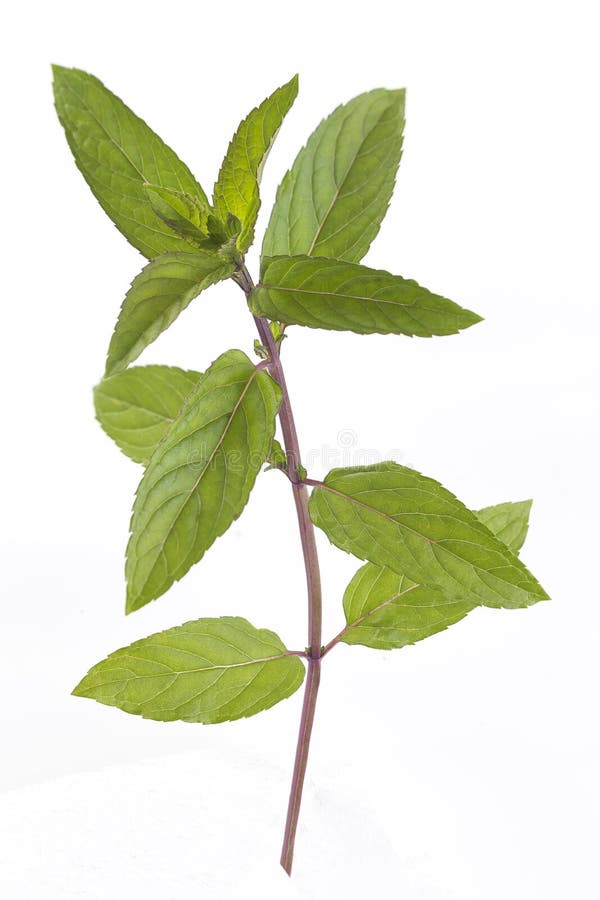 Fresh Raw Mint Leaves on White Stock Photo Image of balm, mint 75351414