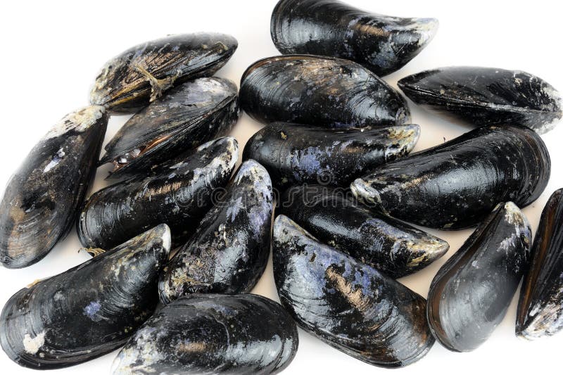 Fresh raw mussel stock image. Image of shellfish, shell 27245933