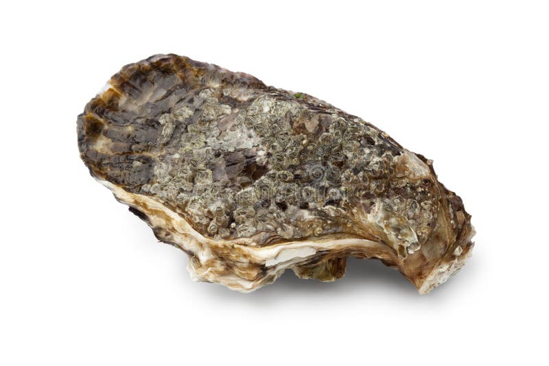 Fresh raw pacific oyster stock photo. Image of gigas 64564726