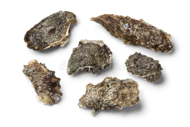 Fresh Raw Oysters in an Open Shell Stock Image Image of studio, fresh