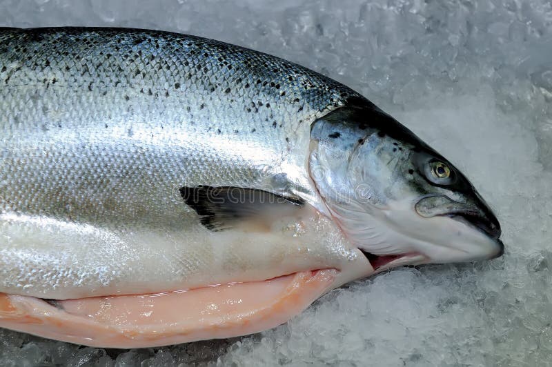 Fresh Raw Red Salmon Fish on Ice Stock Image - Image of gourmet, frozen ...