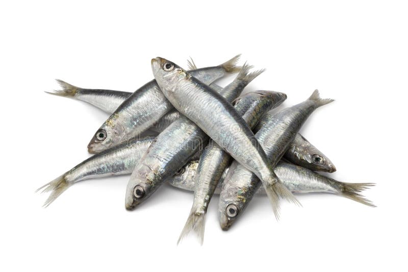 Raw sardines stock photo. Image of freshwater, collection 14099578