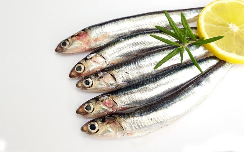 Fresh raw sardines stock image. Image of meal, fishing 130718369