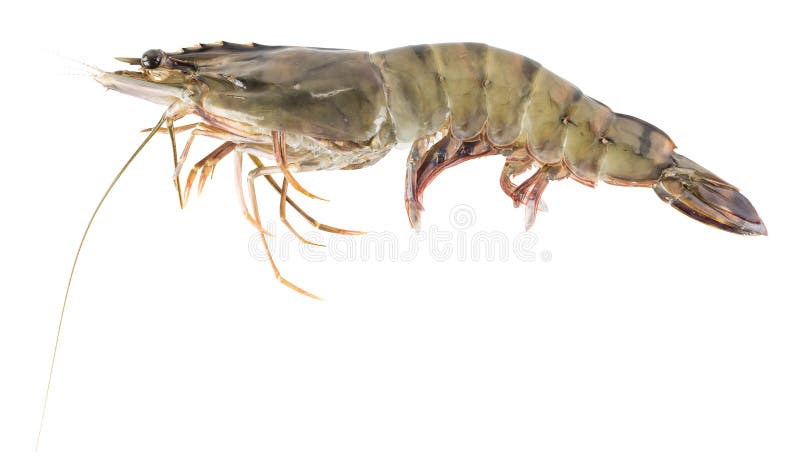 Fresh raw shrimp - seafood isolated stock images