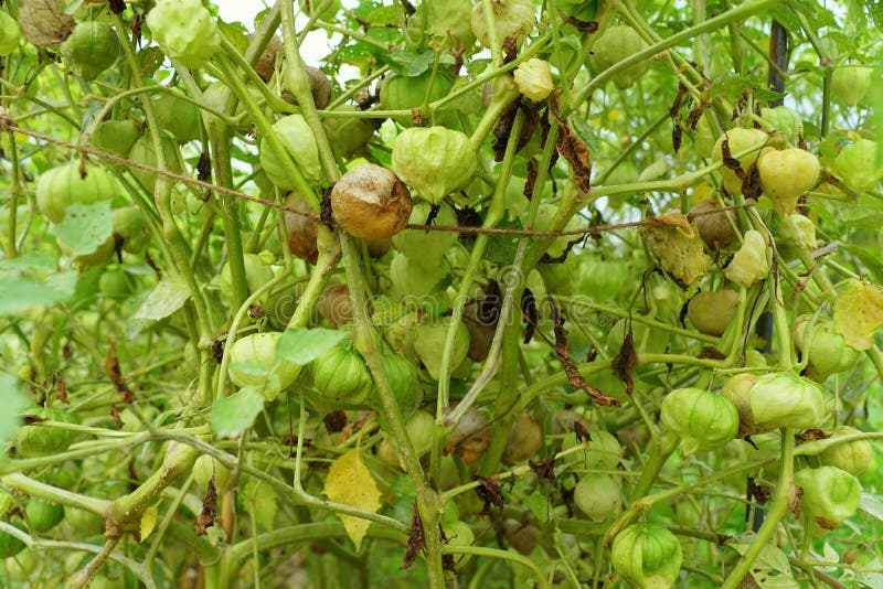Fresh and Raw Tomatillos on the Tree Stock Image Image of salsa