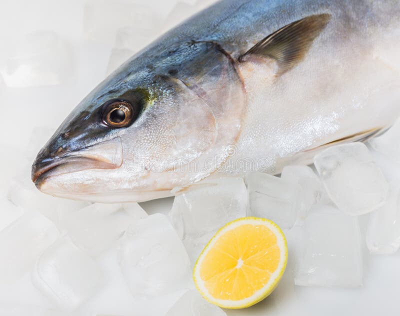 Tuna fish scales closeup stock image. Image of real 133784515