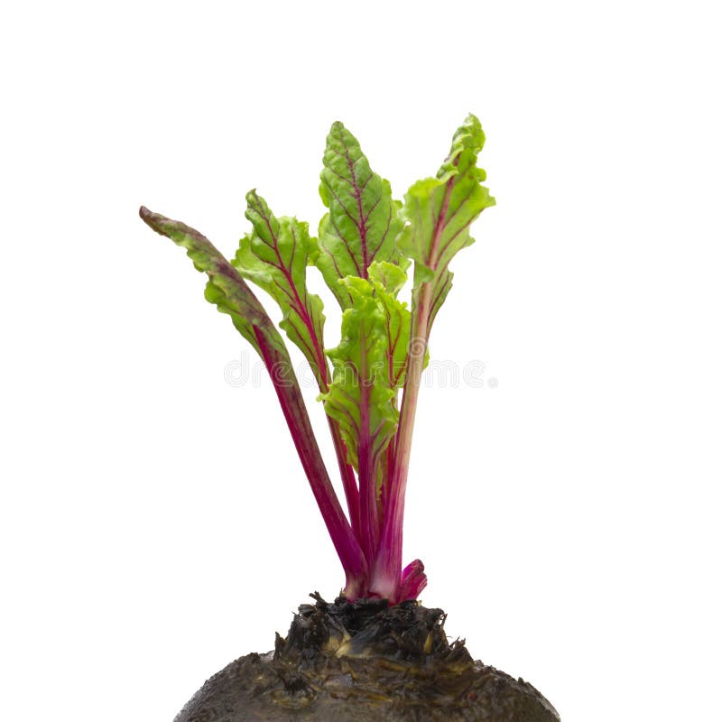 Fresh Red Beetroot Young Sprouts and Leaves, Front View. Beetroot